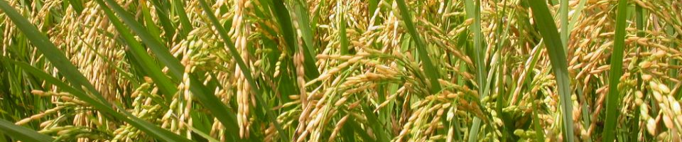 ফটো গ্যালারি