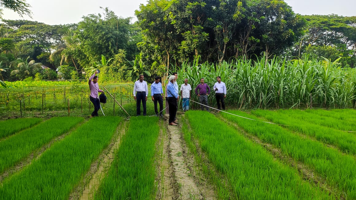 আদর্শ বীজতলা