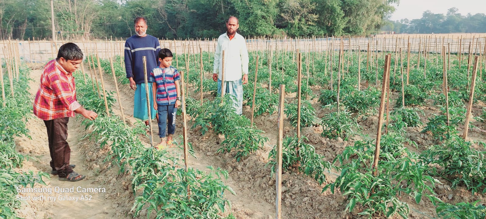 টমেটো পরিচর্যায়