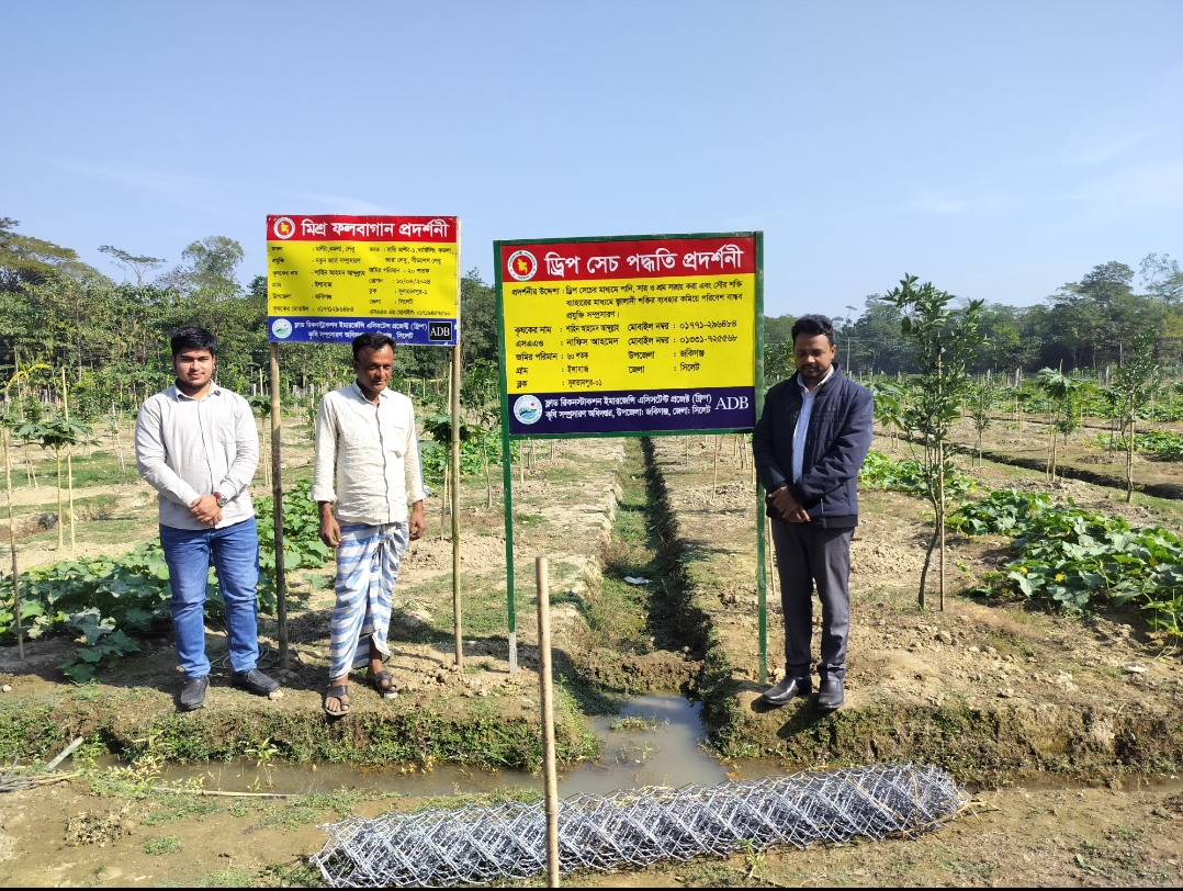মিশ্র ফলবাগানে ড্রিপ সেচ পদ্ধতি