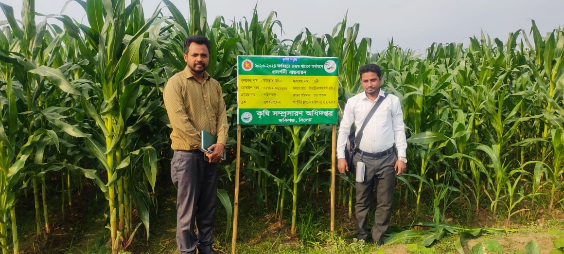 ভূট্টা আবাদ বৃদ্ধিকরণ