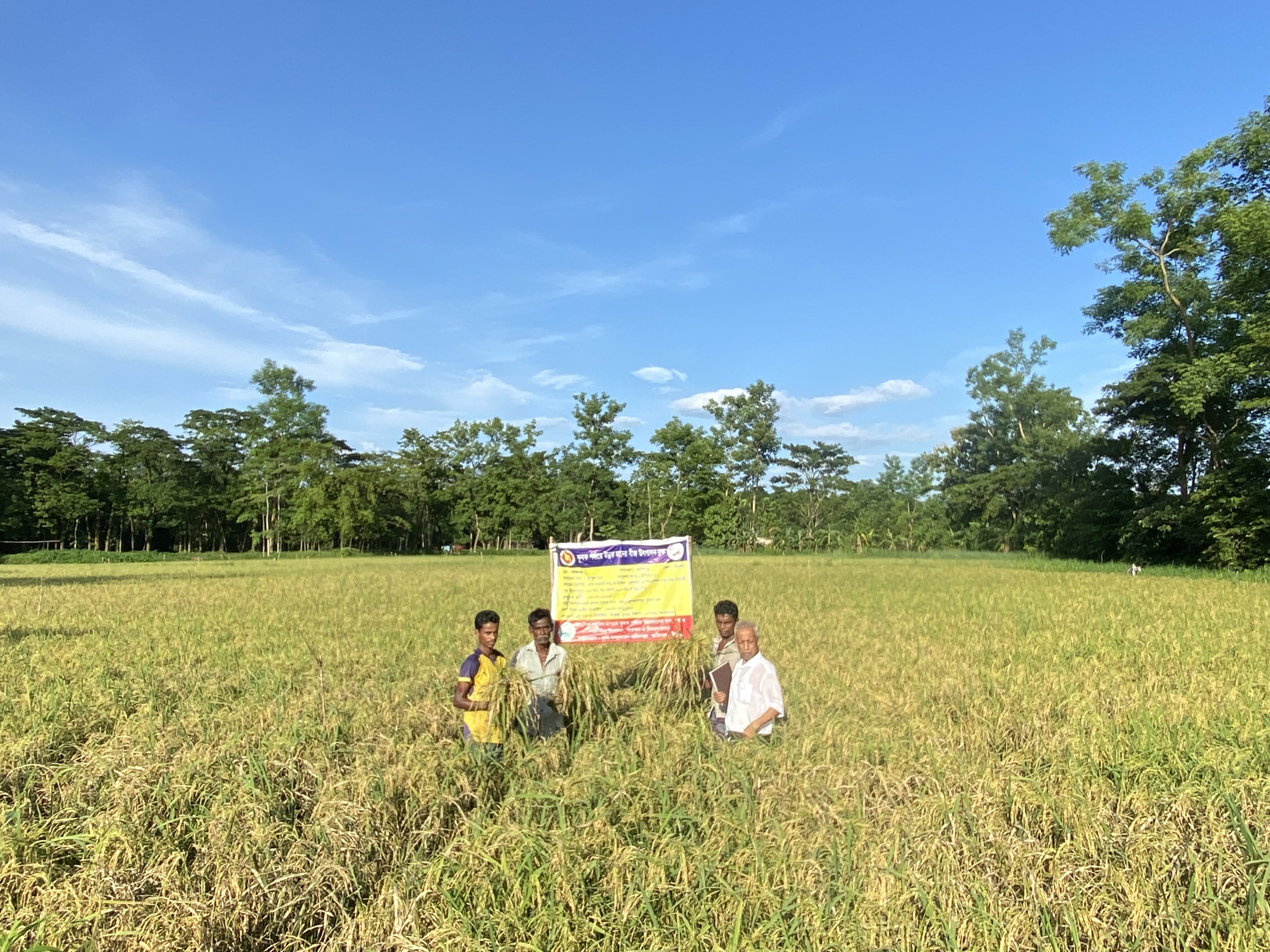 ব্রি ধান ৮৫ এর নমুনা শস্য কর্তন