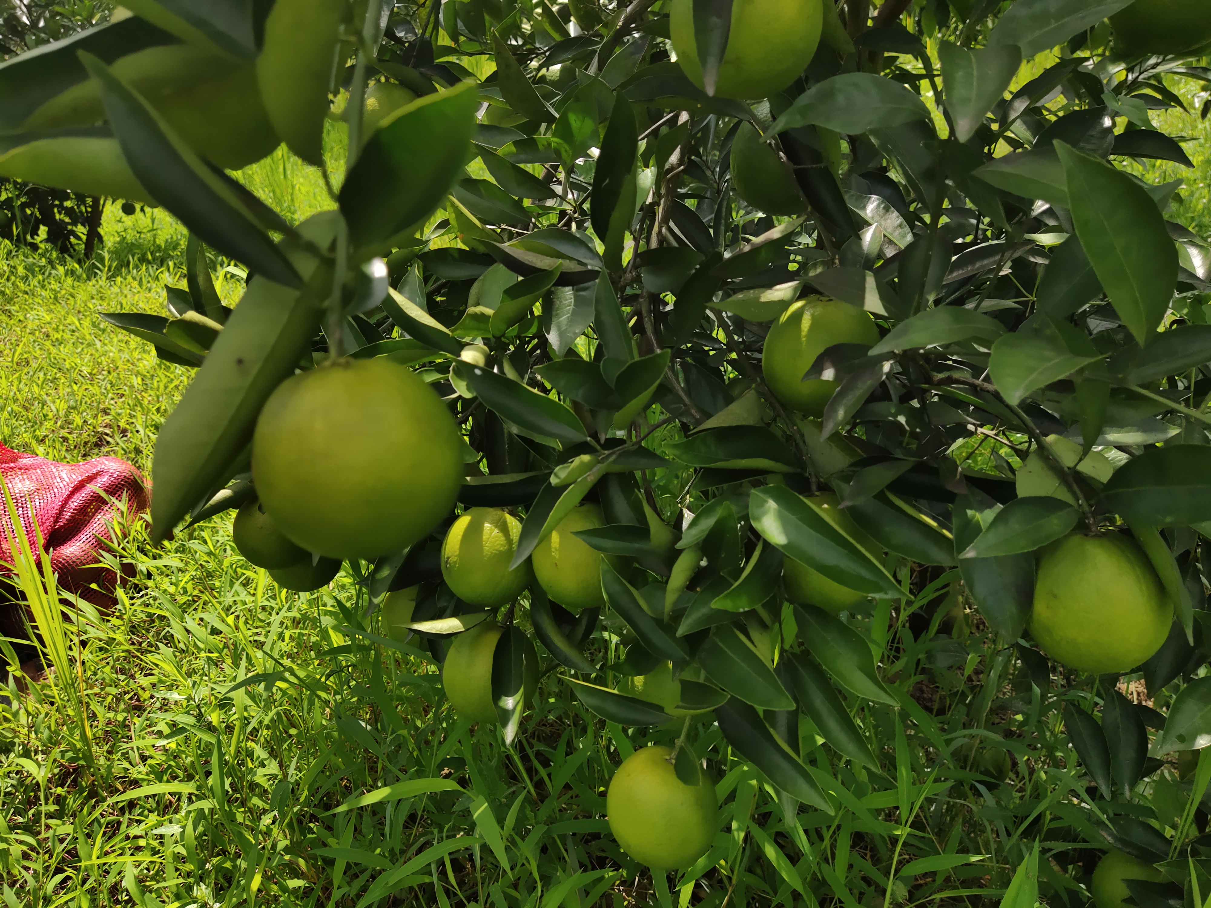 বারি মাল্টা