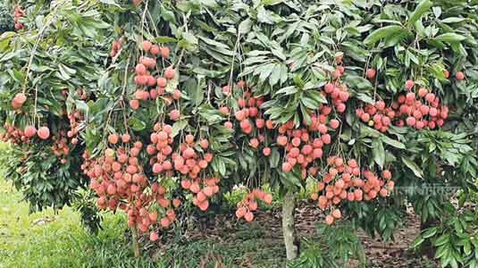 লিচু