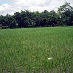 কৃষি ও প্রাণিসম্পদ