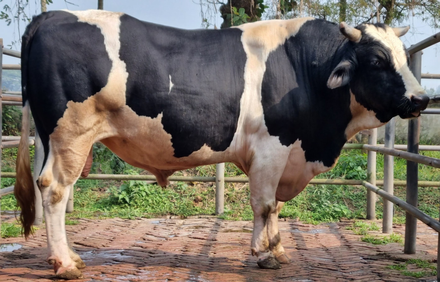 ষাঁড়