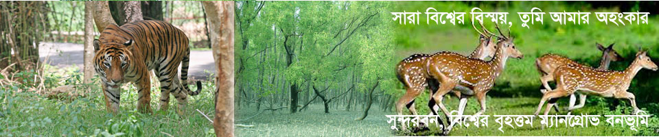 সুন্দরবন