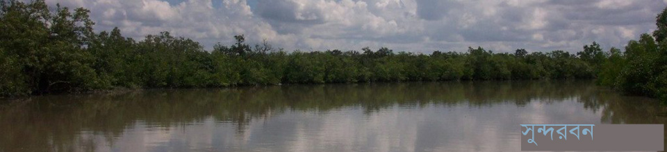 সুন্দরবনের একটি দৃশ্য