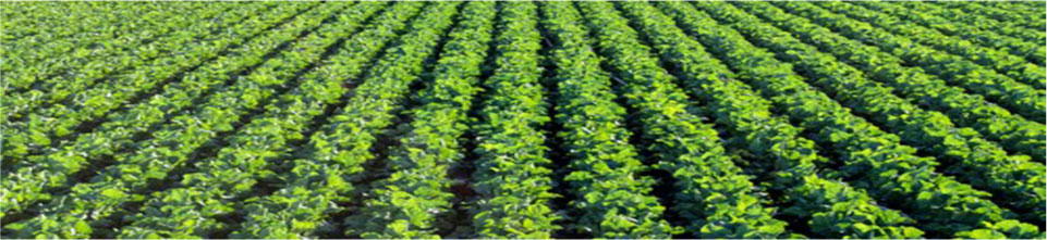 Potato Field