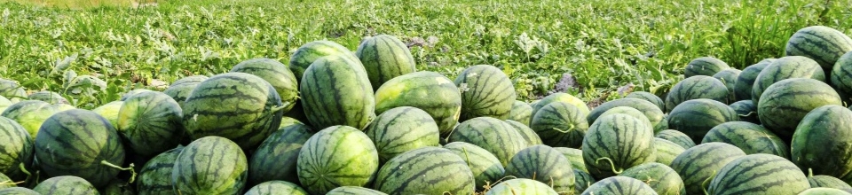 ব্যানার