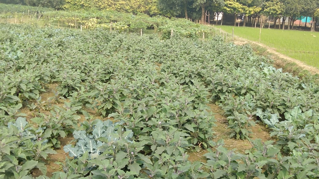 কৃষকের ক্ষেত