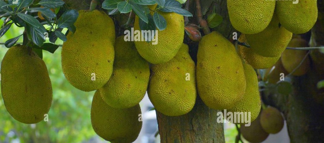 কৃষি বিপণন অধিদপ্তর গাজীপুর