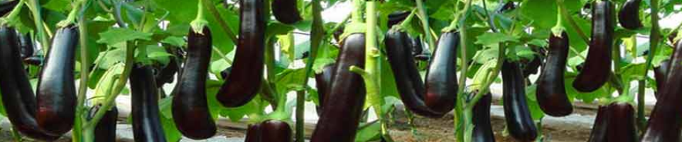 বেগুন চাষের ছবি