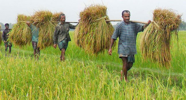 ধান