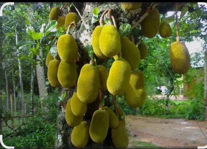 কাঠাল
