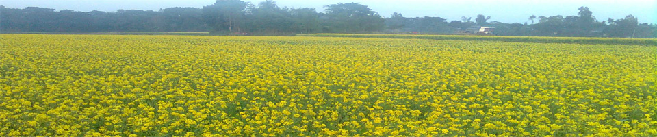 ব্যানার
