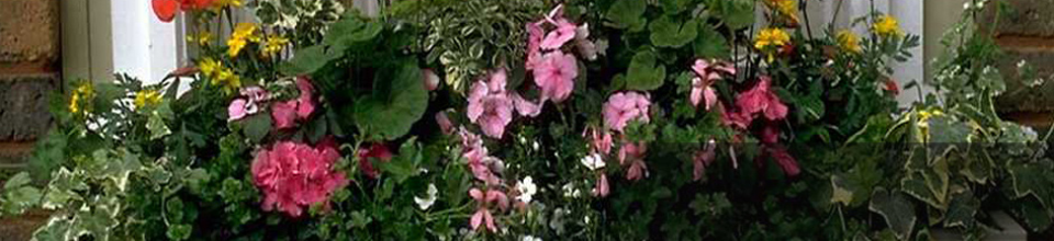 দামোদর ইউনিয়ন পরিষদ