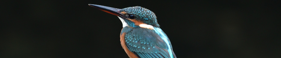 ব্যানার