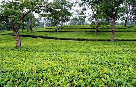 উপজেলা হিসাবরক্ষণ অফিস, বোদা, পঞ্চগড়।