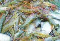 ফটো গ্যালারী