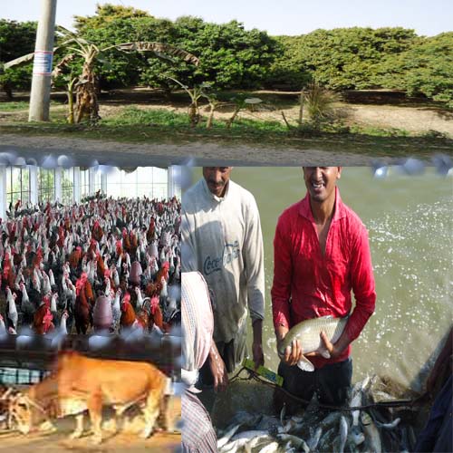 কৃষি ও প্রাণিসম্পদ