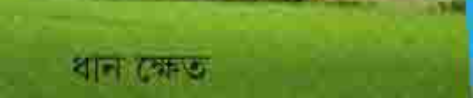 দাপুনিয়া ইউনিয়নের ধান ক্ষেত