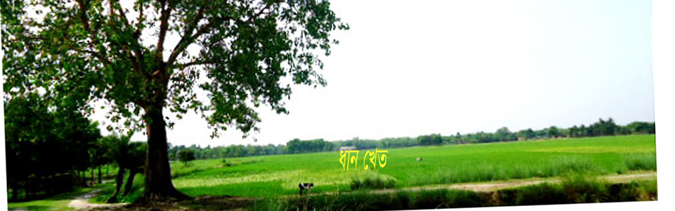 দাপুনিয়া