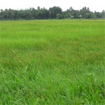 কৃষি ও প্রাণিসম্পদ