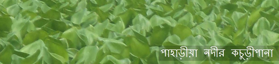 পাহাড়ীয়া নদীর কচুড়ীপানা