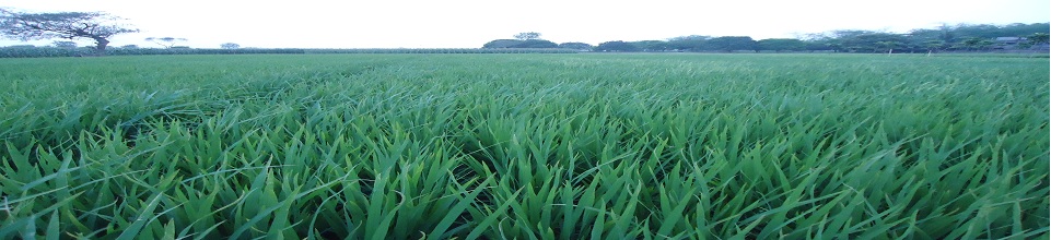 ধান ক্ষেত