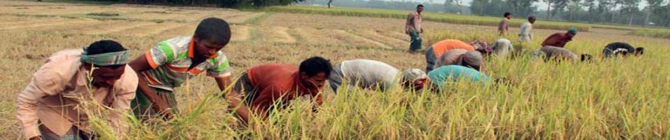 ব্যানার