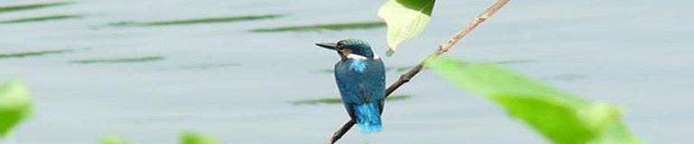 ব্যানার