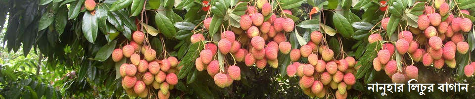 নানুহার লিচুর বাগানের লিচুর ছবি ।