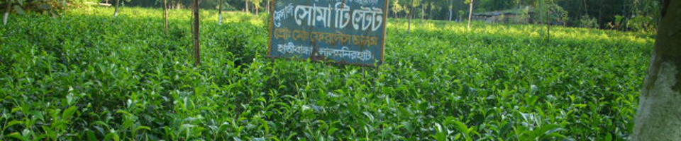 চা বাগান