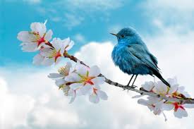 ডাউয়াবাড়ী ইউনিয়ন পরিষদ