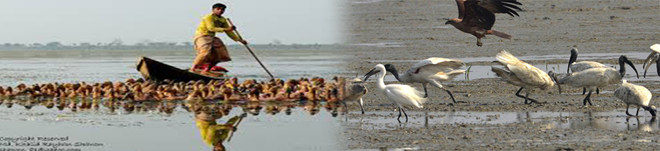 হাকালুকী হাওরে হাঁস চাষ