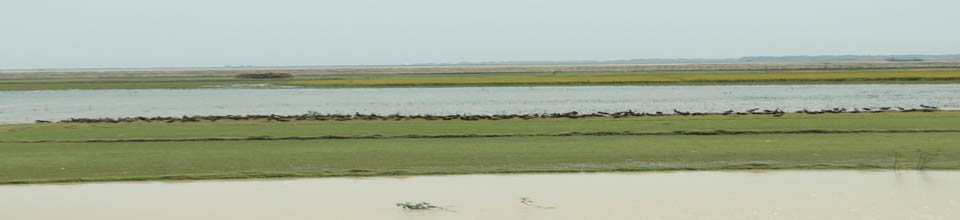 ব্যানার-১