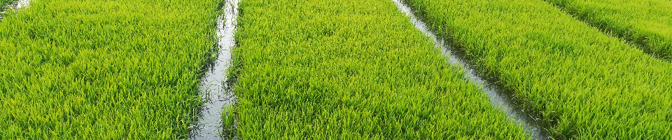 ব্যানার