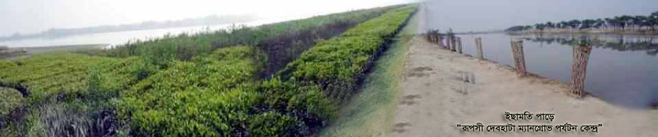 ম্যানগ্রোভ ফরেস্ট