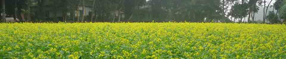 দেবীডুবার প্রাকৃতিক চিত্র