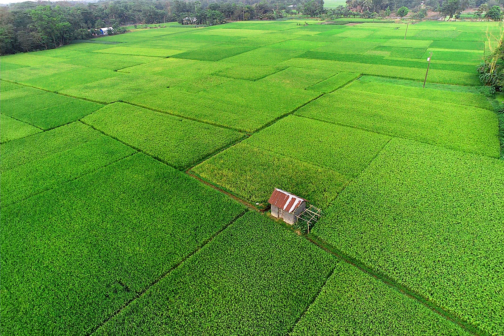 দেবিদ্বার ফসলী জমি