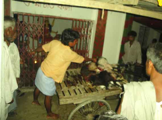 ভেলাই চন্ডি বাজারের সব শেষে কবুতর, পাঠা বলি সহ ৫ বলি দেওয়া সবদেহ গুলি নিয়ে যাচ্ছে ভেন যোগে।