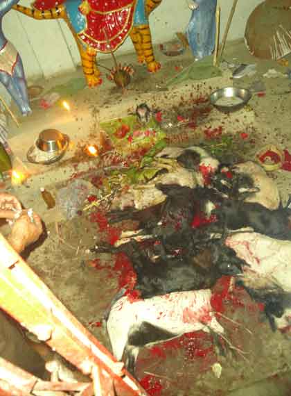 ভেলাই চন্ডি বাজারের সব শেষে কবুতর, পাঠা বলি সহ ৫ বলি দেওয়া সবদেহ গুলি রাখা হয়েছে।।