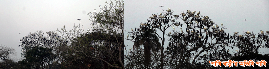 পাখি বাড়ীর অতিথি পাখি