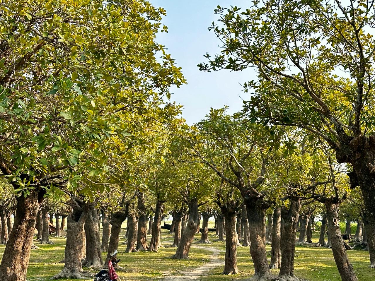 হিজল বাগান