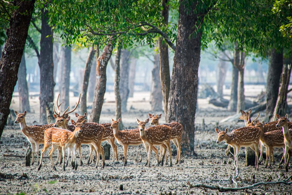 sundarban