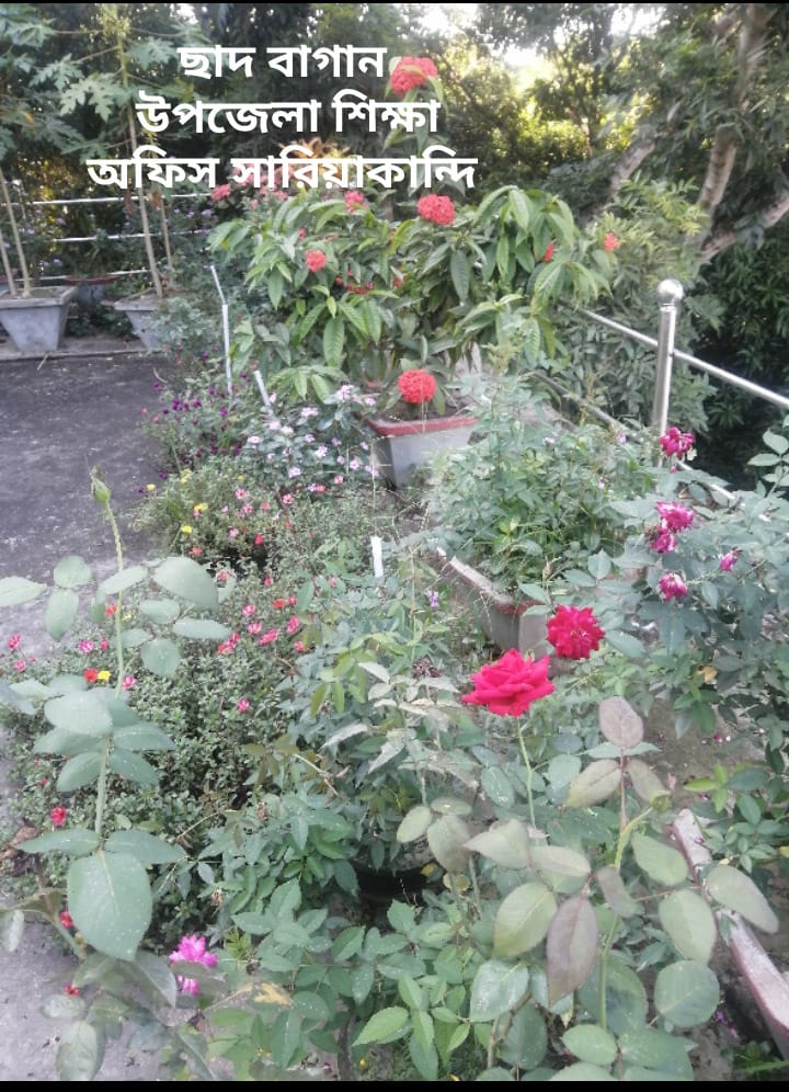 ছাদ বাগান