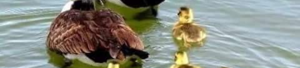 ব্যানার