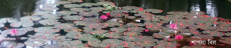 শাপলা বিল, চরনাচর