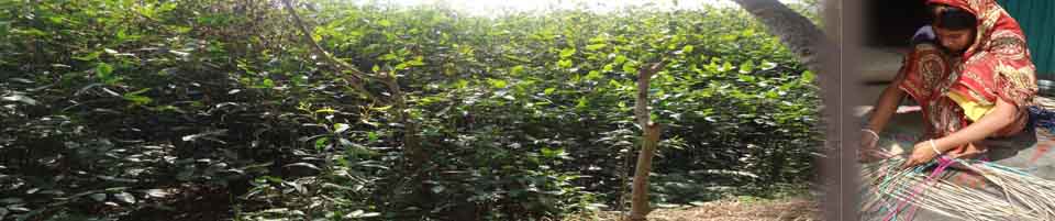 পাকুটিয়া তাত শিল্প